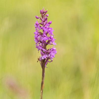 Orchidée 