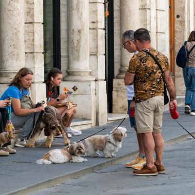 Rencontres canines