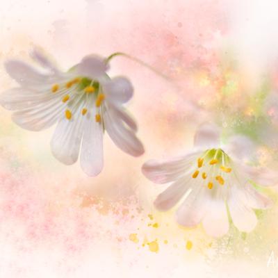 Aquarelle